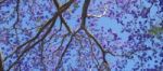 Colourful Blooming Jacaranda Tree Stock Photo