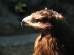 Eagle In The City Zoo Stock Photo