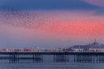 Brighton, East Sussex/uk - January 26 : Starlings Over The Pier Stock Photo