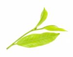 Tea Leaf Isolated On The White Background Stock Photo