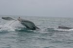 Large Tail Slap Of A Humpback Whale Stock Photo