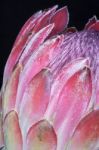 Protea Flower Stock Photo