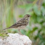 Rosy Pipit Stock Photo