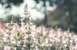 Colorful Flowers For Background Stock Photo