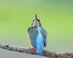 Female Common Kingfisher Stock Photo