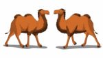 Bactrian Camel Isolated On White Background Stock Photo