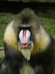 Mandrill Stock Photo