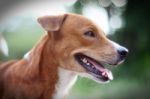 Portrait Of A Cute Brown Dog Stock Photo