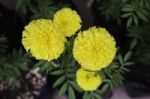 Marigold Flowers In Front Of Home Garden Stock Photo