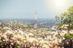 Soft Focus Telecommunication Tower With Blur Flower Foreground Stock Photo