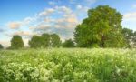 White Wildflowers On Meadow Stock Photo