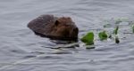 Beautiful Isolated Photo Of A Beaver Eating Leaves In The Lake Stock Photo