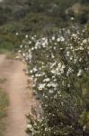 Cistus Ladanifer Flowers Stock Photo