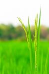 Spikelet Of Rice Stock Photo