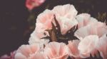 Pink And White Flowers Bouquet Stock Photo