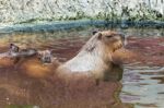 Capybara In Water Stock Photo