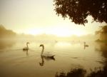 Swan Lake Stock Photo