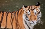 Tiger In The Water Stock Photo