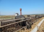 Buffalo Farm, Buffaloes Grazing In Open-air Cages  Stock Photo