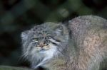 Pallas's Cat (otocolobus Manul) Stock Photo