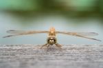 Close Up Dragonfly On Wooden Floor. Front View Stock Photo