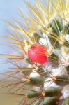 Cactus Stock Photo