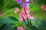 Beautiful Spadix Flowers Stock Photo