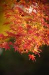 Maple Leaves Stock Photo