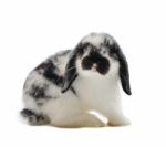 Lop Rabbit Stock Photo