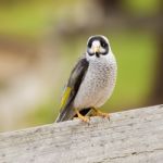 Noisy Miner Bird By Itself Stock Photo