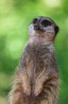 Slender-tailed Meerkat (suricatta Suricatta) Stock Photo