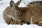 Beautiful Isolated Image With A Wild Deer In The Snowy Forest Stock Photo