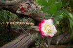 Yellow Rose With Red Tips Boldly  In The Garden Stock Photo