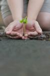 Human Lady Hands Protect The Tamarind Sprout Stock Photo