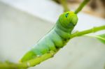 Green Caterpillar On Branch Stock Photo