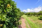 Orange Orchard In Thailand Stock Photo