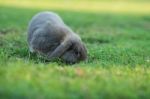 Rabbit Stock Photo