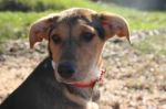 Mongrel Dog On The Beach Stock Photo