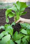 Woman Hand Harvesting Green Leaves Of Clean Organic Vegetable In Stock Photo