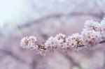 Cherry Blossom With Soft Focus, Sakura Season In Korea,background Stock Photo