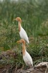 Cattle Egret Stock Photo