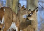 Beautiful Image With A Pair Of The Cute Wild Deers Stock Photo