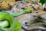 Red-tailed Green Ratsnake Stock Photo