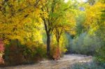 Autumn Scenery With Yellow, Green And Red Shinning Leaves In Fall In The Forest Stock Photo