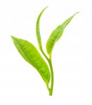 Tea Leaf Isolated On The White Background Stock Photo