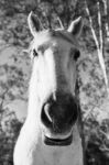 Horse In The Paddock Stock Photo