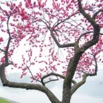 Pink Peach Blossom Flower Tree Along The Lake Stock Photo