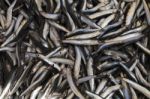 Close Up Of Fresh Sardines Fish Stock Photo