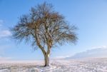 Isolated Tree Stock Photo