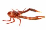 Langoustine Stock Photo